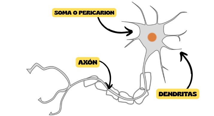 NEURONA