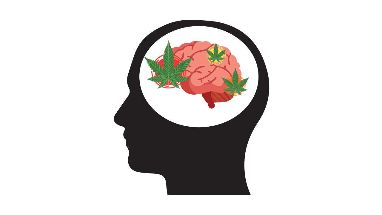 LA MARIHUANA Y EL ENCÉFALO